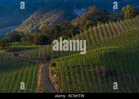 vineyards of Vale dos Vinhedos, Grande do Sul, Brazil Stock Photo