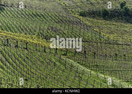 vineyards of Vale dos Vinhedos, Grande do Sul, Brazil Stock Photo