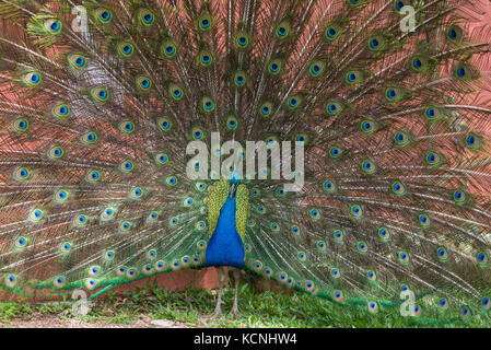 Indian peacock, Vale dos Vinhedos, Grande do Sul, Brazil Stock Photo