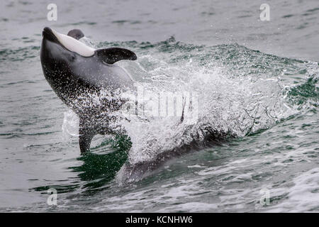 Pacific White Sided Dolphin jumping, back flip in Broughton Archipelago Marine Park, British Columbia, Canada. Stock Photo