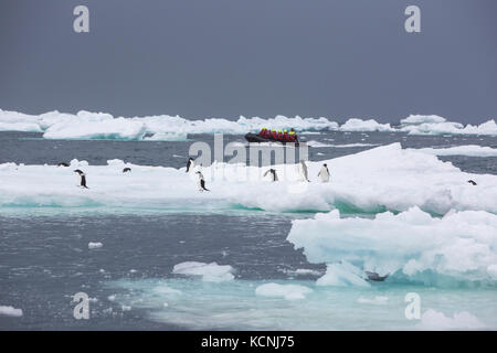 A Zodiak filled with adventure tourists powers through bergy bits and Adelie Penguins off of Brown Bluff, Antarctic Peninsula Stock Photo