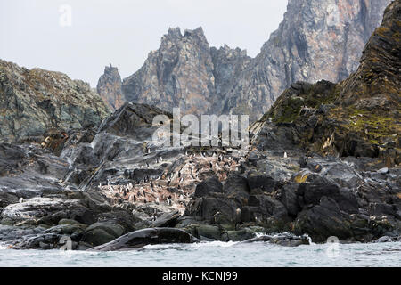 Chinstrap Penguins relax on a rocky headland on remote and inhospitable Elephant Island, South Shetland Islands Stock Photo