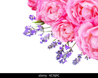 Pale pink curly roses and lavender in the corner isolated on white Stock Photo