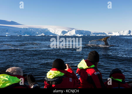 Passengers watch from a Zodiak, Humpback Whales feeding in Fournier Bay off of Anvers Island, Gerlache Strait, Antarctic Peninsula Stock Photo