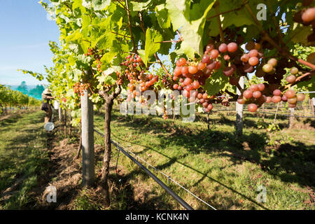 Ripe Siegerrebe grapes are ready for harvest at Beaufort Winery, Comox Valley, Vancouver Island, British Columbia, Canada Stock Photo
