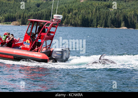 A Pacific White Sided Dolphin travels in the wake of a Zodiak on tour in Johnstone Strait. Stock Photo