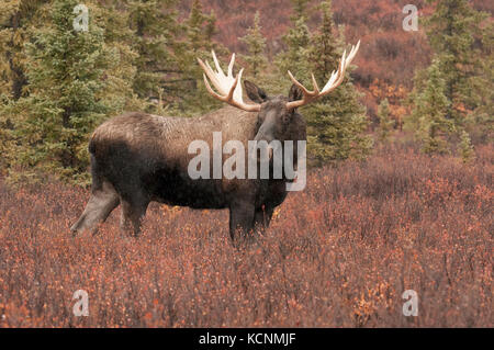 Bull Moose in autumn tundra, (Alces alces), Denali National Park, Alaska, USA Stock Photo