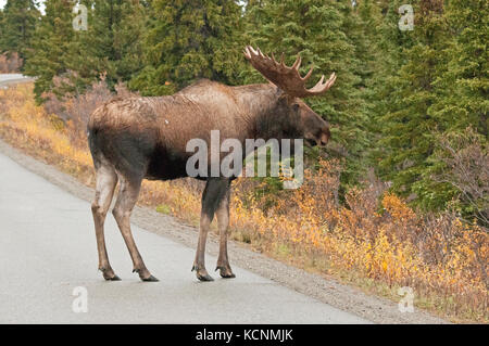 Bull Moose (Alces alces) coming on to road, Denali National Park, Alaska, USA Stock Photo
