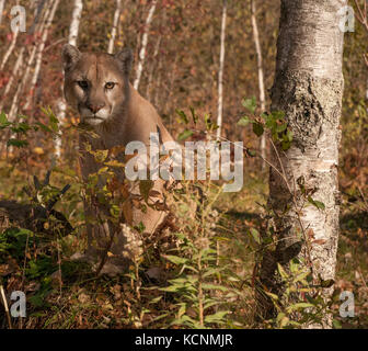 Cougar or mountain lion (Puma concolor), captive, standing in autumn colored forest.  Camouflaged. Stock Photo
