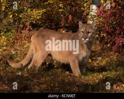 Cougar or mountain lion (Puma concolor), captive, standing in autumn colored forest. Stock Photo