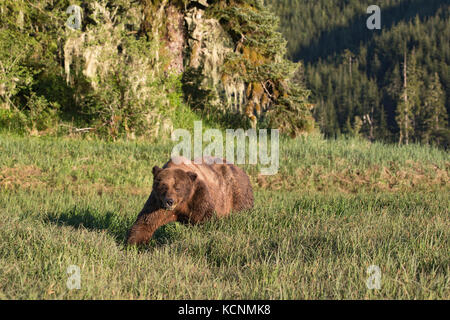 Grizzly bear (Ursus arctos horriblis), large scarred male, eating Lyngbye's sedge (Carex lyngbye),  Kwinimass Estuary, British Columbia, Canada Stock Photo