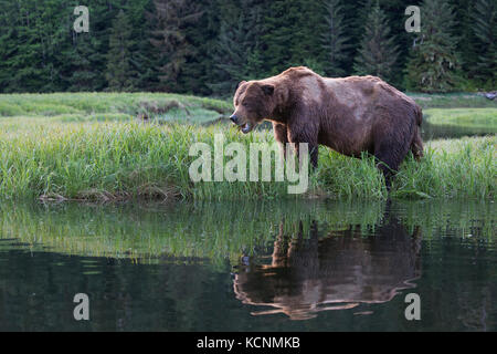 Grizzly bear (Ursus arctos horriblis), large scarred male, eating Lyngbye's sedge (Carex lyngbye),  Kwinimass Estuary, British Columbia, Canada. Stock Photo