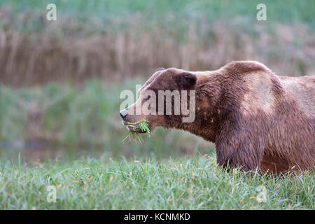 Grizzly bear (Ursus arctos horriblis), large scarred  male, eating Lyngbye's sedge (Carex lyngbye),  Kwinimass Estuary, British Columbia, Canada Stock Photo