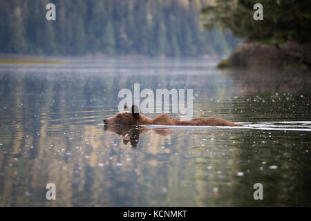 Grizzly bear (Ursus arctos horriblis), female swimming, Khutzeymateen Grizzly Bear Sanctuary, British Columbia, Canada.