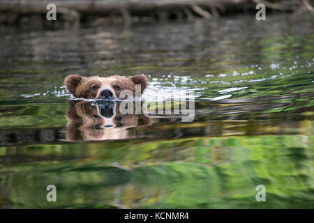 Grizzly bear (Ursus arctos horribilis), large male, swimming, Khutzeymateen Grizzly Bear Sanctuary, British Columbia, Canada. Stock Photo