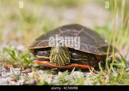 Western painted turtle (Chrysemys picta bellii), female, Nicomen Slough, Agassiz, British Columbia, Canada.  The Pacific Coast population of this species is endangered in Canada. Stock Photo