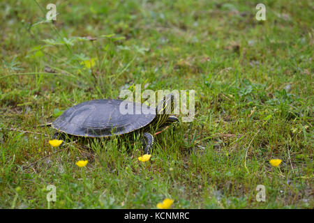 Western painted turtle (Chrysemys picta bellii), female, Nicomen Slough, Agassiz, British Columbia, Canada.  The Pacific Coast population of this species is endangered in Canada. Stock Photo