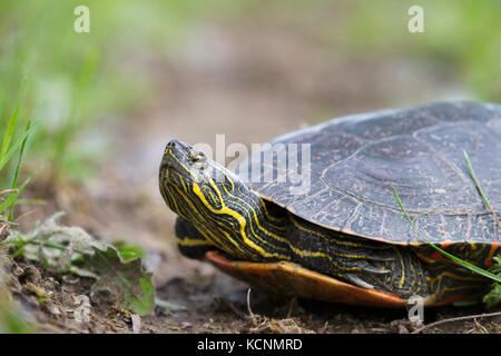 Western painted turtle (Chrysemys picta bellii), female, Nicomen Slough, Agassiz, British Columbia, Canada.  The Pacific Coast population of this species is endangered in Canada. Stock Photo