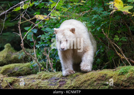 Spirit bear (Ursus americanus kermodei), male, Great Bear Rainforest, British Columbia, Canada Stock Photo