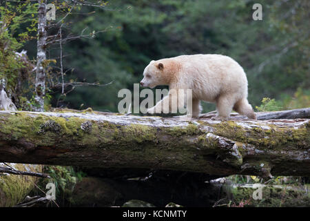 Spirit bear (Ursus americanus kermodei), male, Great Bear Rainforest, British Columbia, Canada Stock Photo