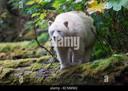 Spirit bear (Ursus americanus kermodei), male,  Great Bear Rainforest, British Columbia, Canada Stock Photo