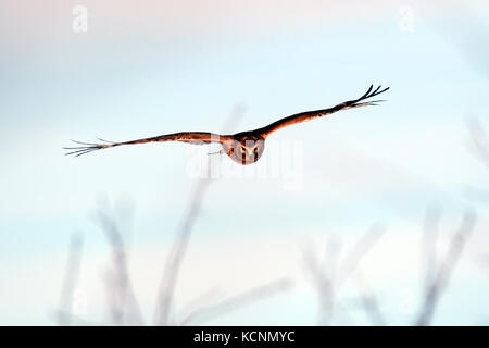 A marsh hawk soars above the grasses hunting for a meal Stock Photo