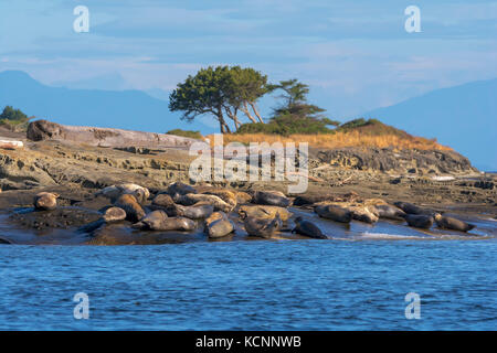 A rocky shoreline with seals napping Stock Photo