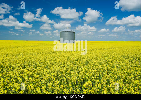 a field of bloom stage canola with old grain bin(silo) in the background,  near Grenfell, Saskatchewan, Canada Stock Photo