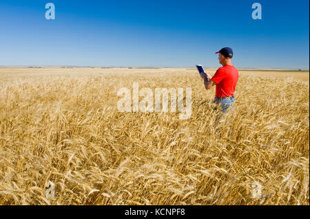 a man uses a tablet in a mature, harvest ready durum wheat field, near Ponteix, Saskatchewan, Canada Stock Photo