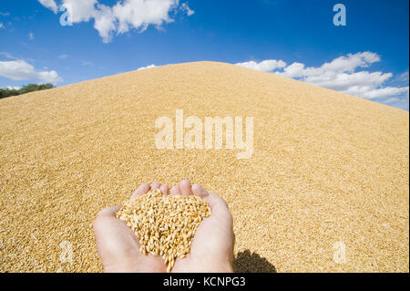 hand holding barley being stored outside, near Ponteix, Saskatchewan, Canada Stock Photo