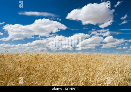 a mature, harvest ready durum wheat field, near Ponteix, Saskatchewan, Canada Stock Photo