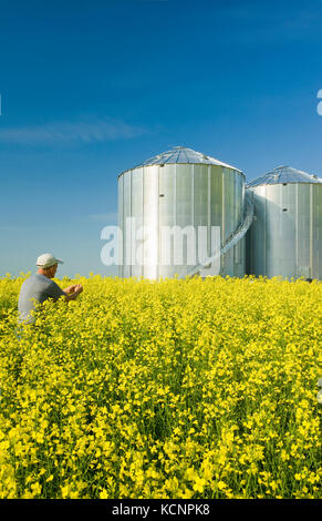 a man scouts a field of bloom stage canola with grain bins(silos) in the background,  Saskatchewan, Canada Stock Photo