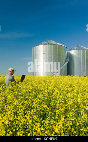 a man uses a computer in a field of bloom stage canola with grain bins(silos) in the background,  Saskatchean, Canada Stock Photo