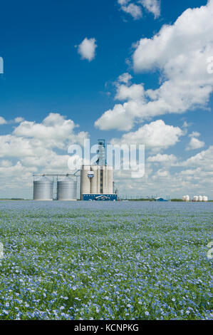 flowering flax field near Grenfell, Saskatchewan, Canada Stock Photo