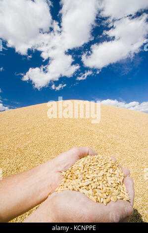 hand holding barley being stored outside, near Ponteix, Saskatchewan, Canada Stock Photo