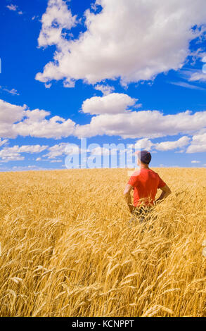 a man in a mature, harvest ready durum wheat field, near Ponteix, Saskatchewan, Canada Stock Photo