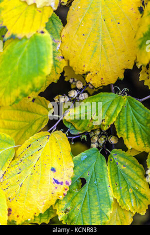 Hamamelis virginiana, Witch hazel in autumn colors, leaves and buds Yellowing shrub Stock Photo