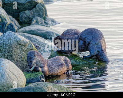 North American river otter (Lontra canadensis), also known as the northern river otter or the common otter, a semiaquatic mammal endemic to the North American Stock Photo