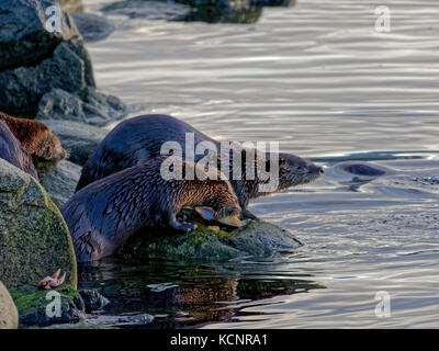 North American river otter (Lontra canadensis), also known as the northern river otter or the common otter, a semiaquatic mammal endemic to the North American Stock Photo