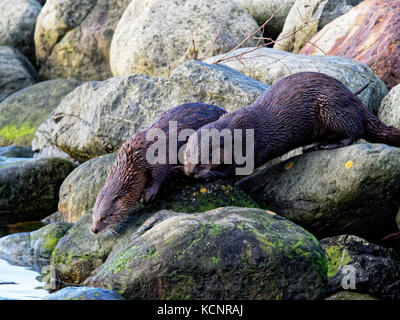 North American river otter (Lontra canadensis), also known as the northern river otter or the common otter, a semiaquatic mammal endemic to the North American. Stock Photo