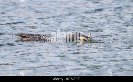 Common Loon (Gavia immer) Photo as loon swims and catches a fish. Wardner, British Columbia, Canada. Stock Photo