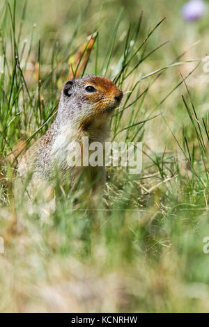 Columbian ground squirrel (Urocitellus columbianus) Standing at alert and looking around. Kananaskis, AB, Canada Stock Photo