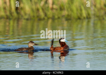 Ruddy Duck, Male (Anas clypeata) Colorful male and female swimming in a prairie pond. Strathmore, Alberta, Canada Stock Photo