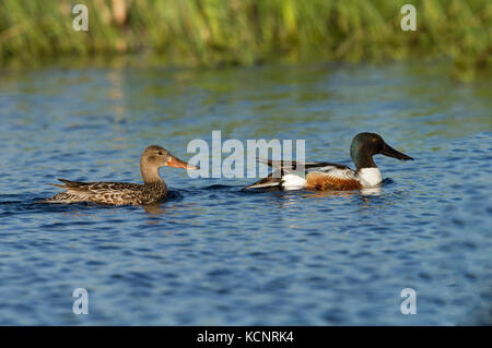 Northern Shoveler Male (Anas clypeata) Colorful,  Male and female swimming on blue water of prairie slough. Near Calgary, Alberta, Canada Stock Photo