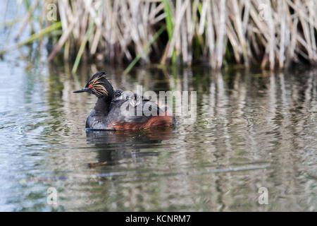 Eared Grebe, (Podiceps nigricollis) Beautiful colored grebe, with 2 babies on her back. Weed Lake, Alberta, Canada Stock Photo