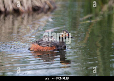 Eared Grebe, (Podiceps nigricollis) Beautiful colored grebe, with 2 babies on her back. Weed Lake, Alberta, Canada Stock Photo