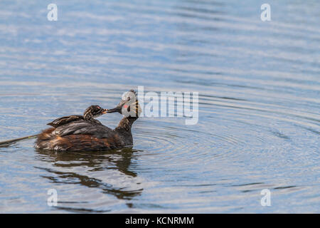 Eared Grebe, (Podiceps nigricollis) Mom feeding young duckling, as tt sits on her back, Weed Lake, Alberta, Canada Stock Photo