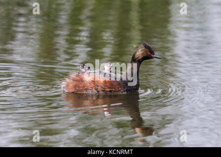 Eared Grebe, (Podiceps nigricollis) Beautiful colored grebe, with  a pair of  babies on her back. Weed Lake, Alberta, Canada Stock Photo