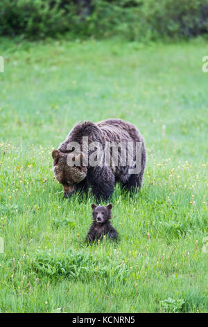 Grizzly Bear Mother and Cub (Ursus arctos horribilis) Mother and cub, wet from the damp grass, feeding in a moutain meadow. Kananaskis, Alberta, Canada Stock Photo