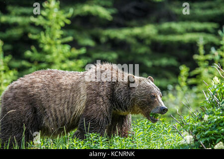 Grizzly Bear Female (Ursus arctos horribilis) Mother bear, feeding,  in a moutain meadow. Kananaskis, Alberta, Canada